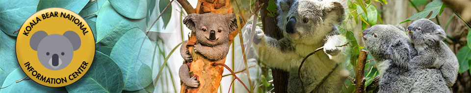 Koala Banner