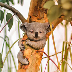 Resting koala