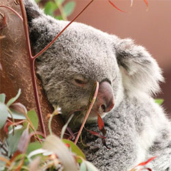 Sleeping koala