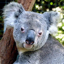 Alert koala