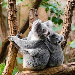 Mother koala and joey