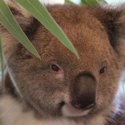 Male koala