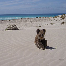 Beaching koala