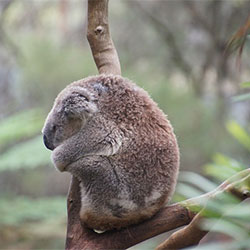 Napping koala