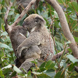 Hugging koalas