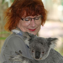 Rehabilitated koala