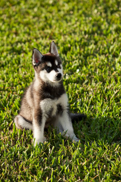 Klee Kai Dog