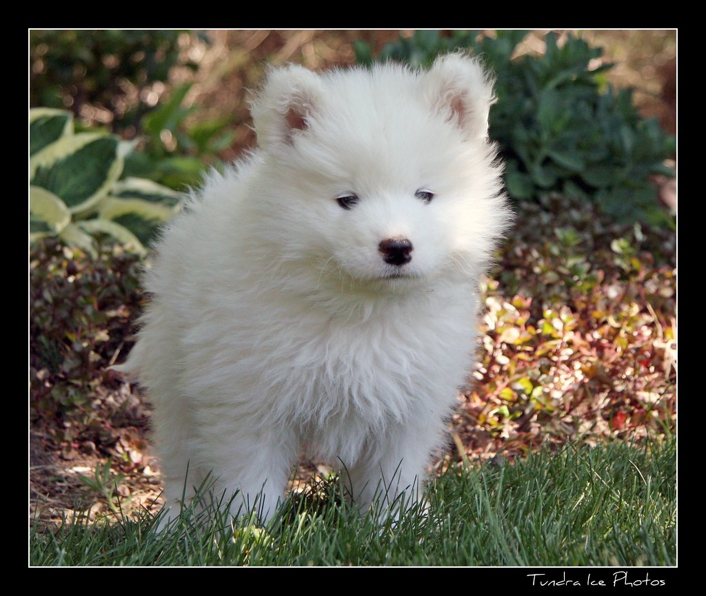 Samoyed Dog